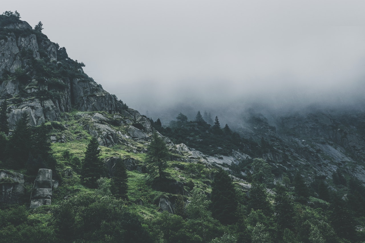 Misty forest representing growth and protection